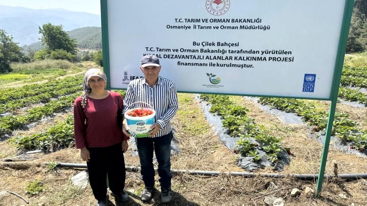 Osmaniye'de çiftçilere çilek tarlası kuruldu