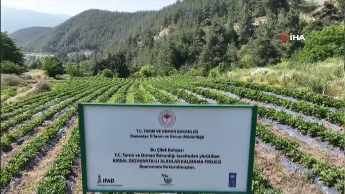 Çiftçiler Devlet Destekli Çilek Bahçesi Kurup Üretime Geçti