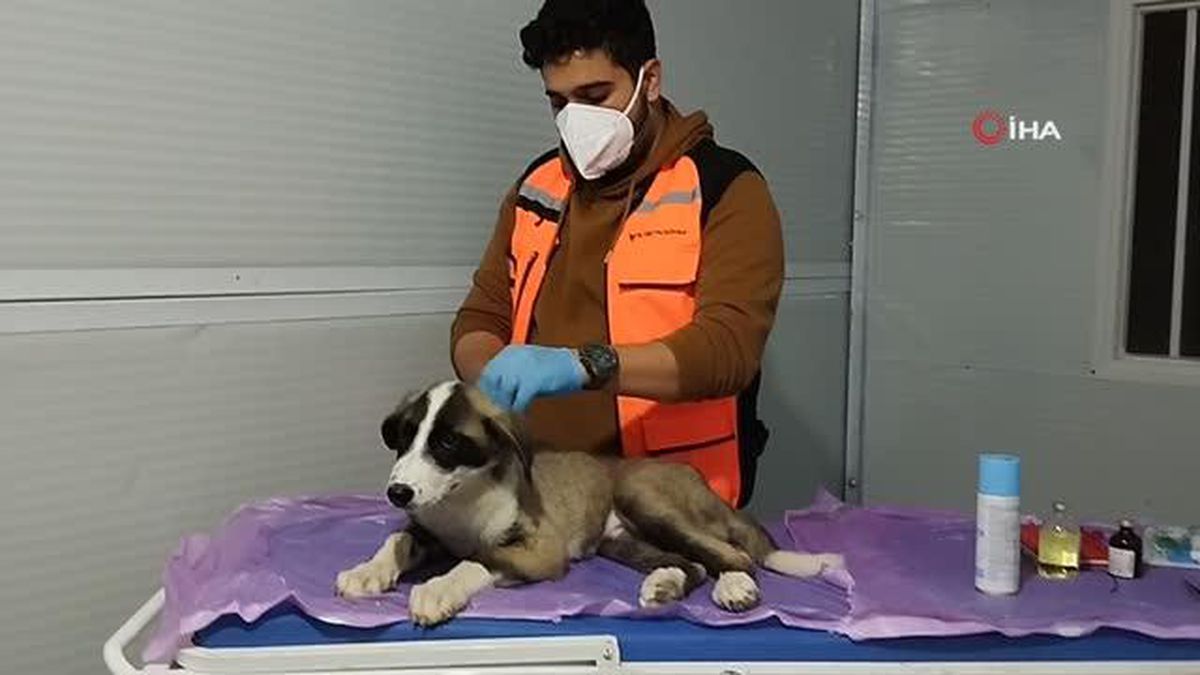 Deprem mağduru hayvanları gönüllü olarak tedavi ediyor
