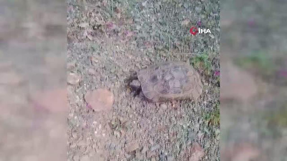 Elazığlı Vatandaşın Kaplumbağa ile Gülümseten Sohbeti