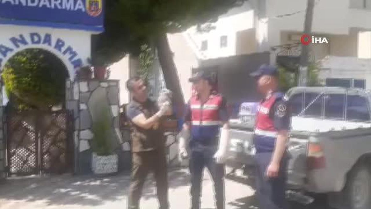 Jandarmanın bulduğu yaralı alaca baykuş yavrusuna koruma