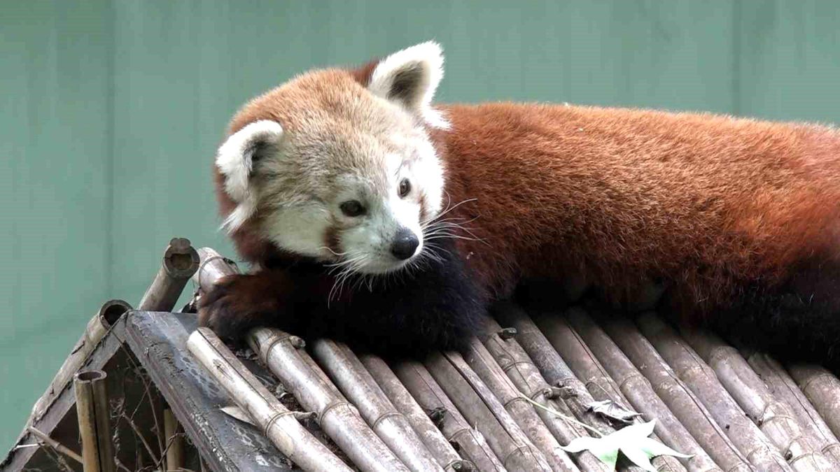 Bursa Hayvanat Bahçesi'ne kızıl panda geldi