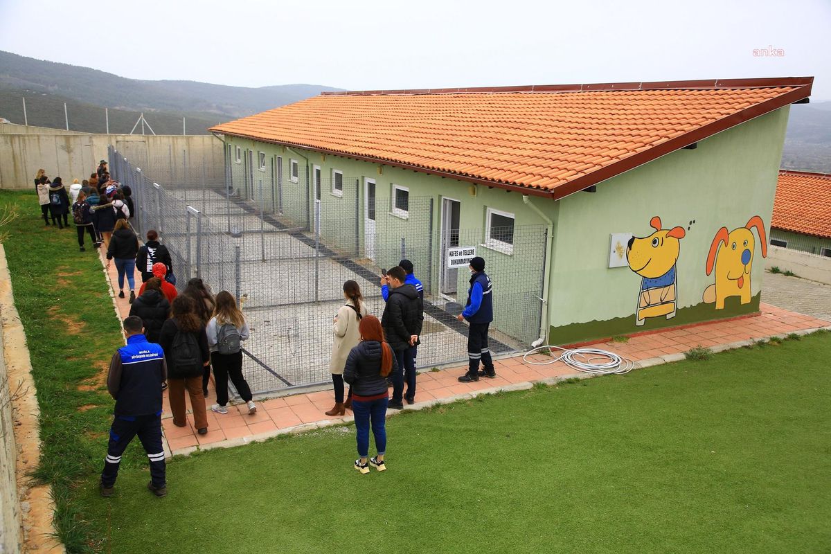 Muğla Büyükşehir Belediyesi Geçici Hayvan Bakımevi'nde 2 bin 935 can dost sahiplendirildi