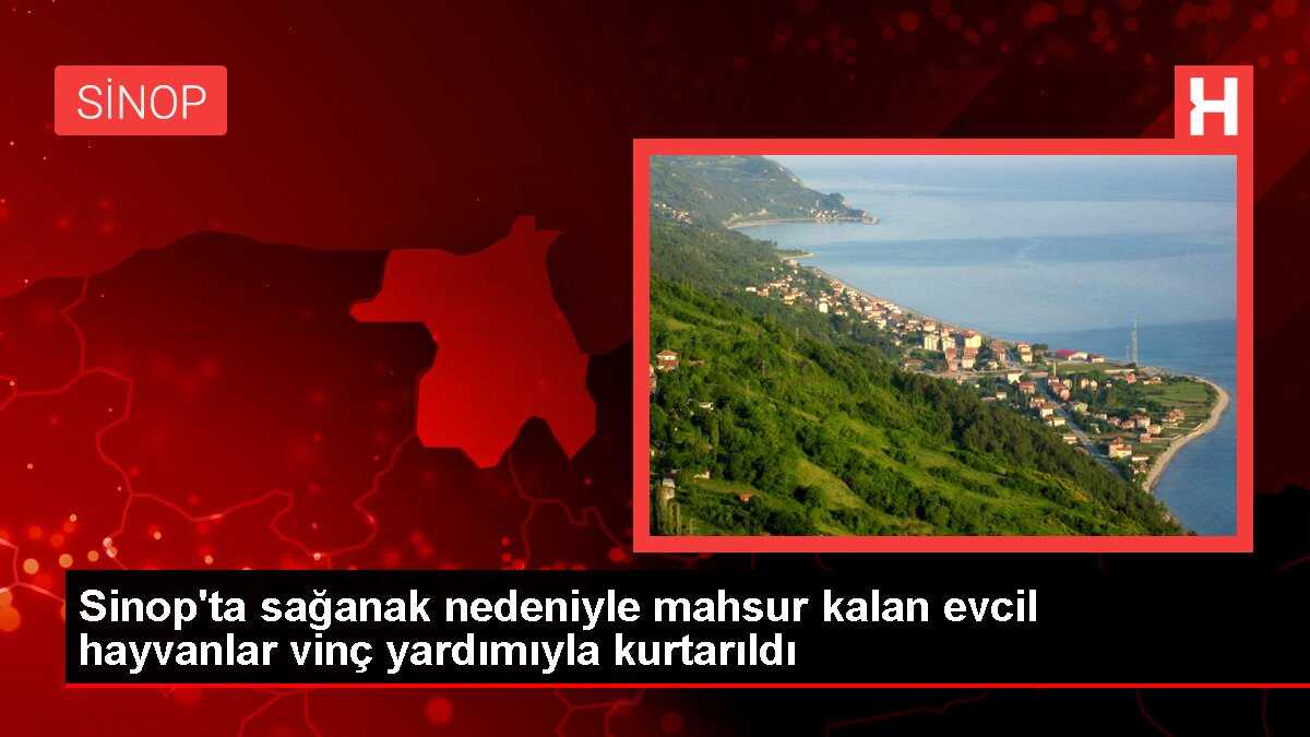 Sinop'ta Sağanak Nedeniyle Mahsur Kalan Evcil Hayvanlar Vinçle Kurtarıldı