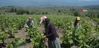 Tokat'ta bağ yaprağı hasadı başladı