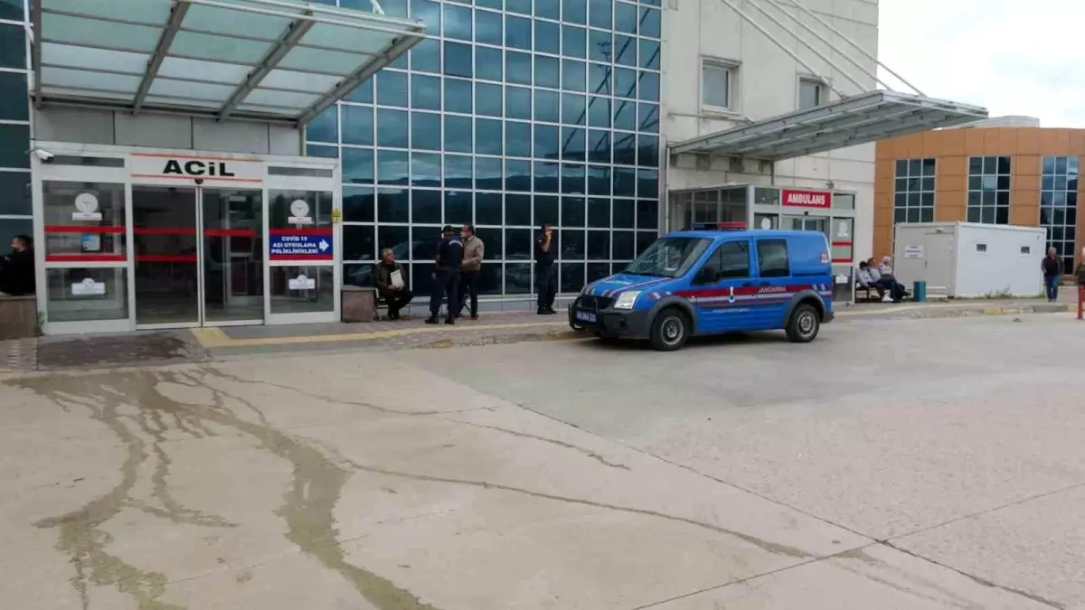 Tokat'ta Ayı Saldırısı: 11 Yaşındaki Çocuk Ağır Yaralandı