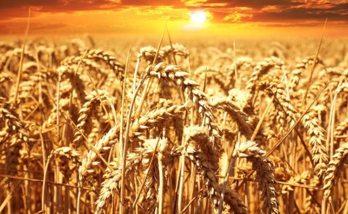 2023 arpa alım fiyatı ne kadar oldu?