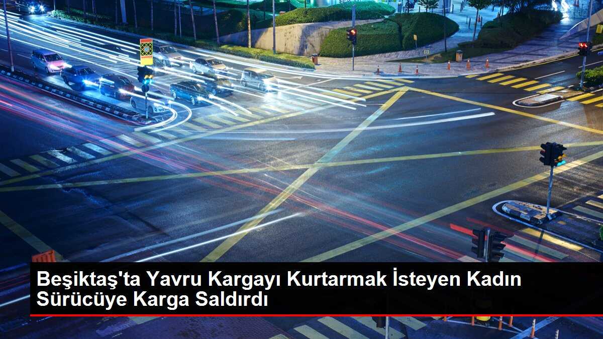 Beşiktaş'ta Yavru Kargayı Kurtarmak İsteyen Kadın Sürücüye Karga Saldırdı
