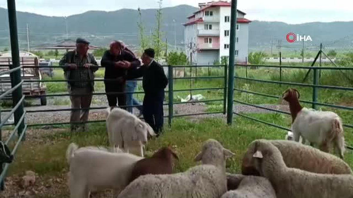 Denizli'de Canlı Hayvan Pazarı Hareketleniyor