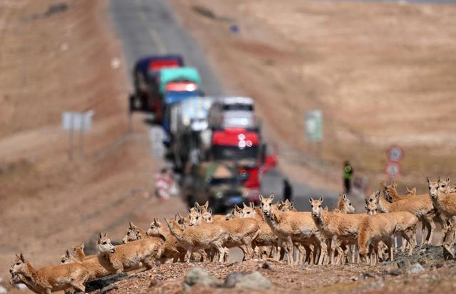 Çin'in Tibet Bölgesi, 2022'de İstikrarlı ve Gelişmiş Ekolojik Ortamını Sürdürdü