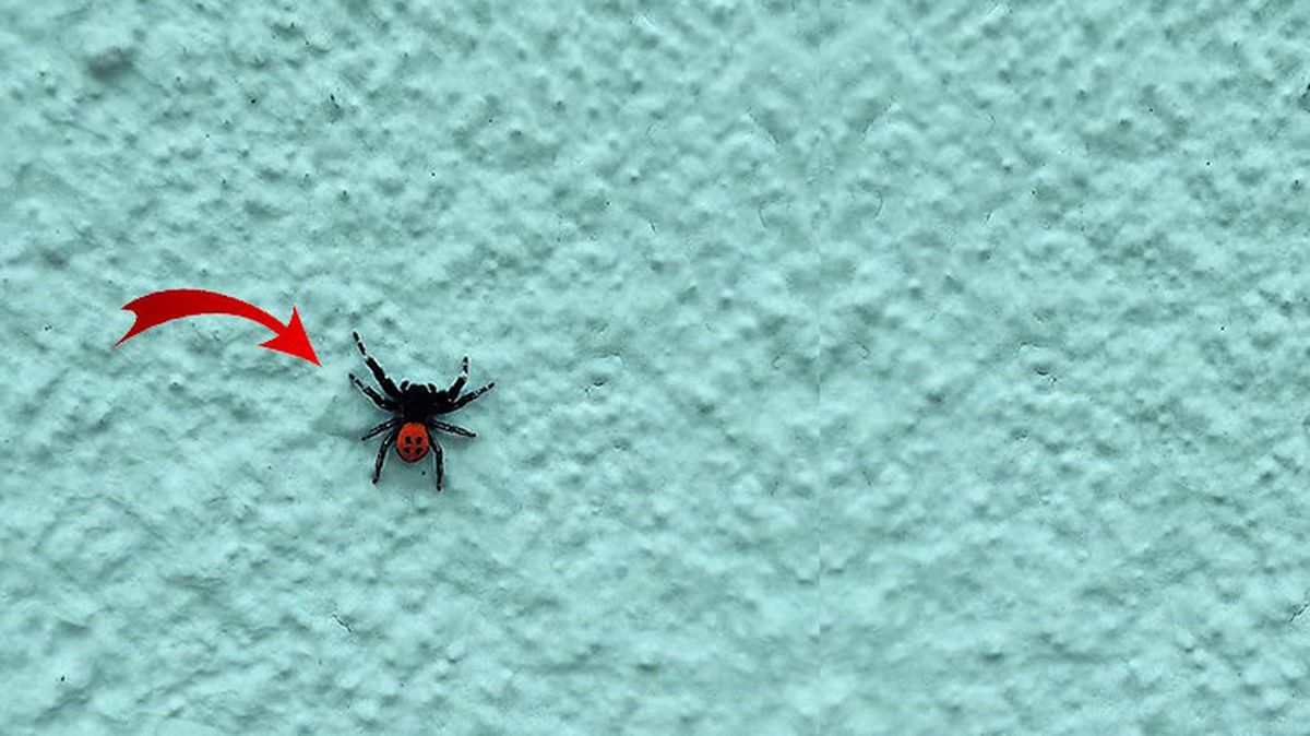 Denizli'de zehirli uğur böceği örümceği görüldü