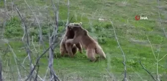 Güreşen boz ayılar kamerada