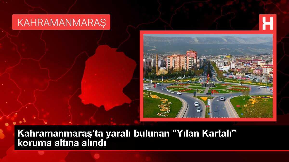 Yaralı Yılan Kartalı Kahramanmaraş'ta Tedavi Altına Alındı
