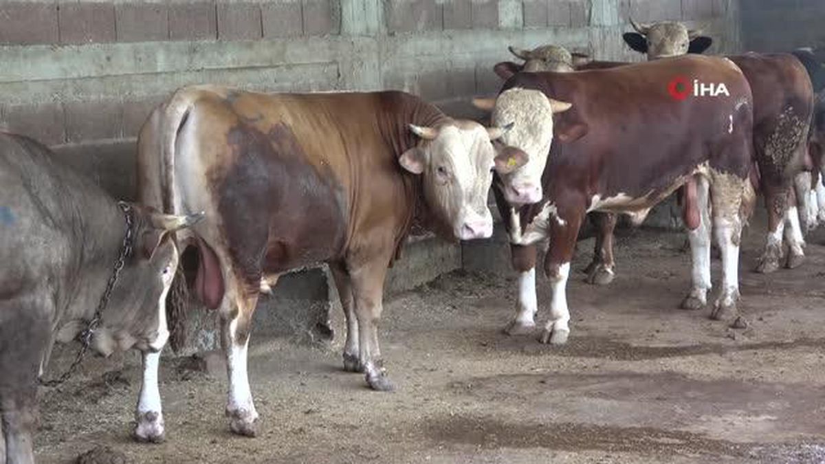 Adana'da Kurbanlık Satışları Başladı, Hisseli Büyükbaş Satışları Arttı