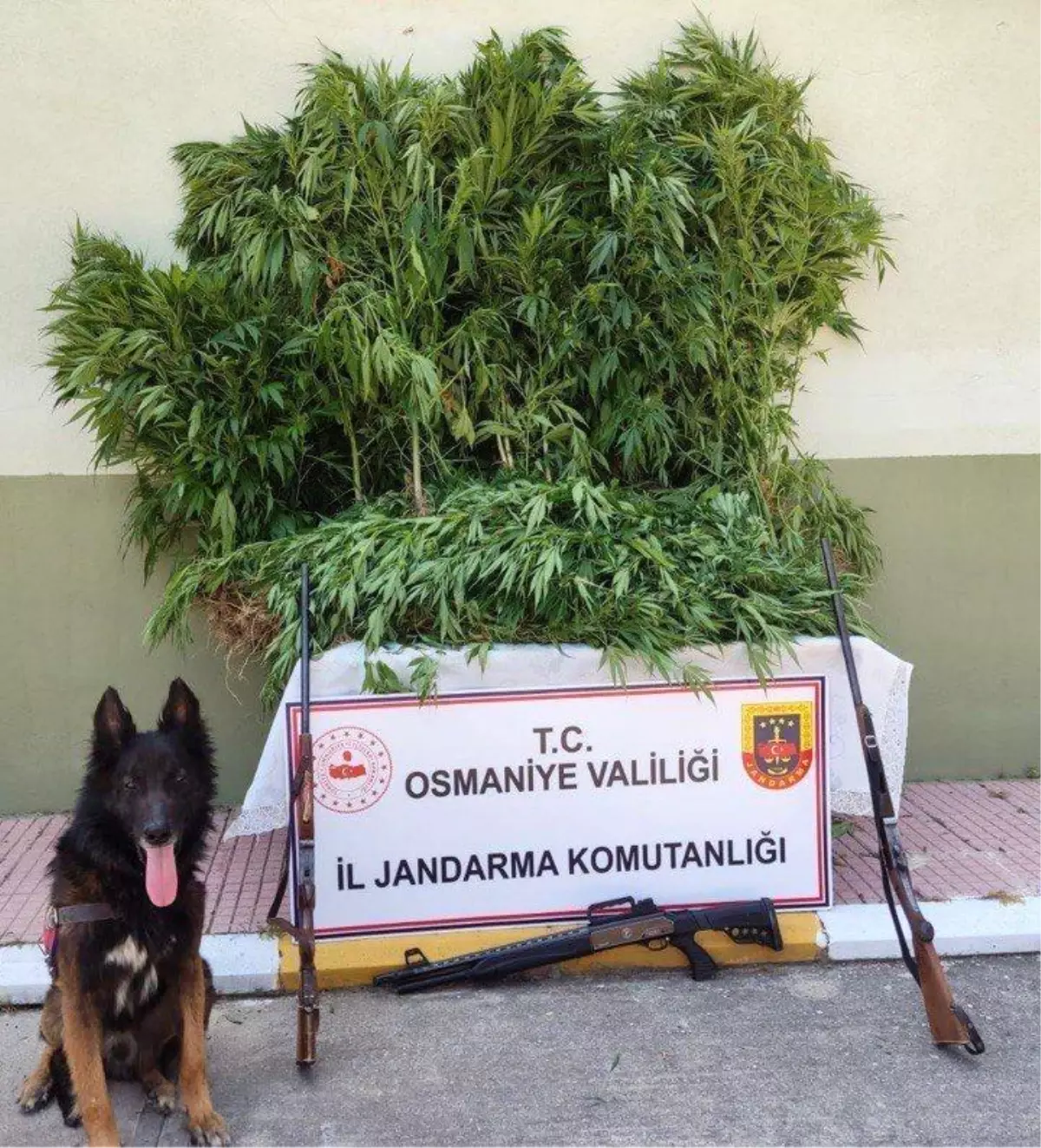 Osmaniye'de Uyuşturucu Operasyonu: 80 Kök Kenevir Ele Geçirildi