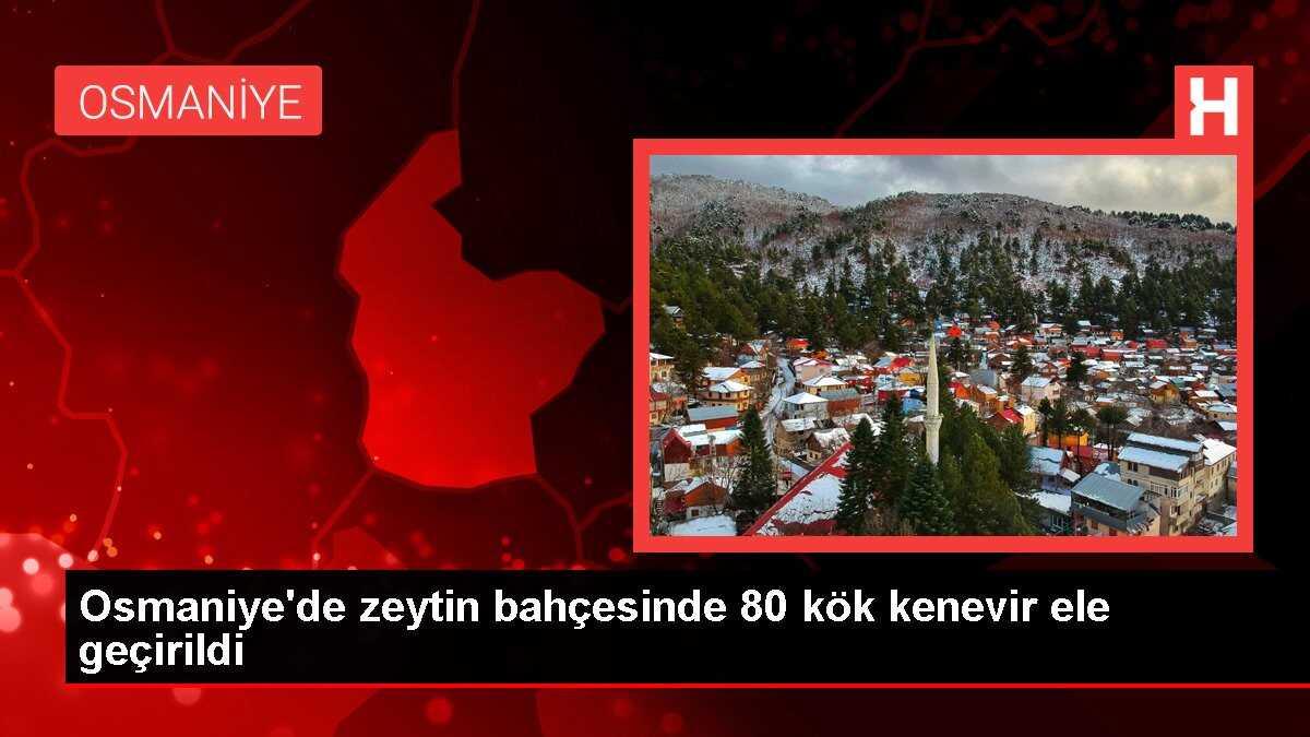 Osmaniye'de zeytin bahçesinde 80 kök kenevir ele geçirildi