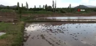 Sağanak yağış çeltik arazilerine zarar verdi
