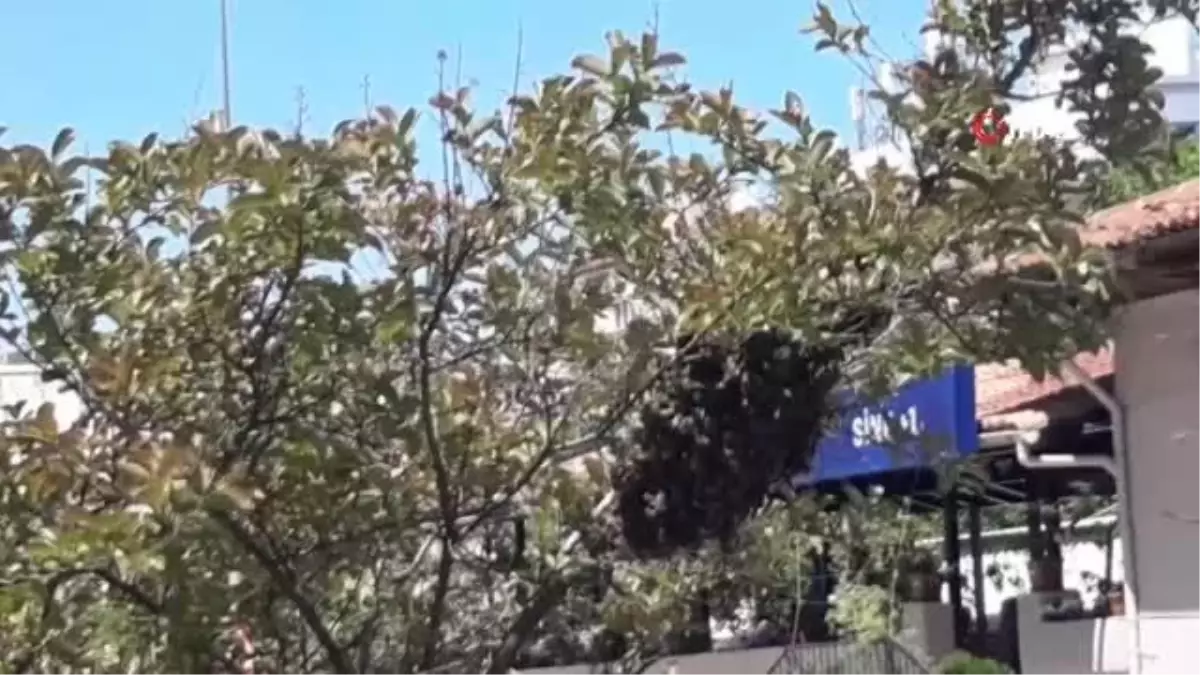 Şehrin Göbeğinde Arılar Oğul Verdi