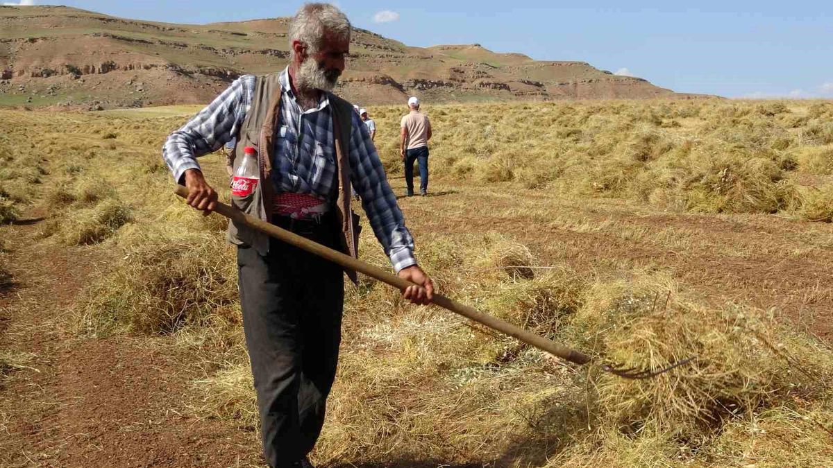 Siirt'te Kırmızı Mercimek Hasadı Başladı