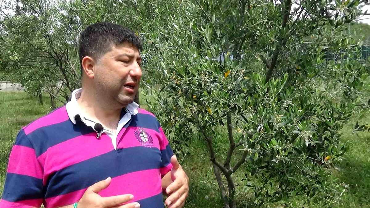 Balıkesir'de Zeytin Üreticileri Haziran Ayında Yağmur Bekliyor
