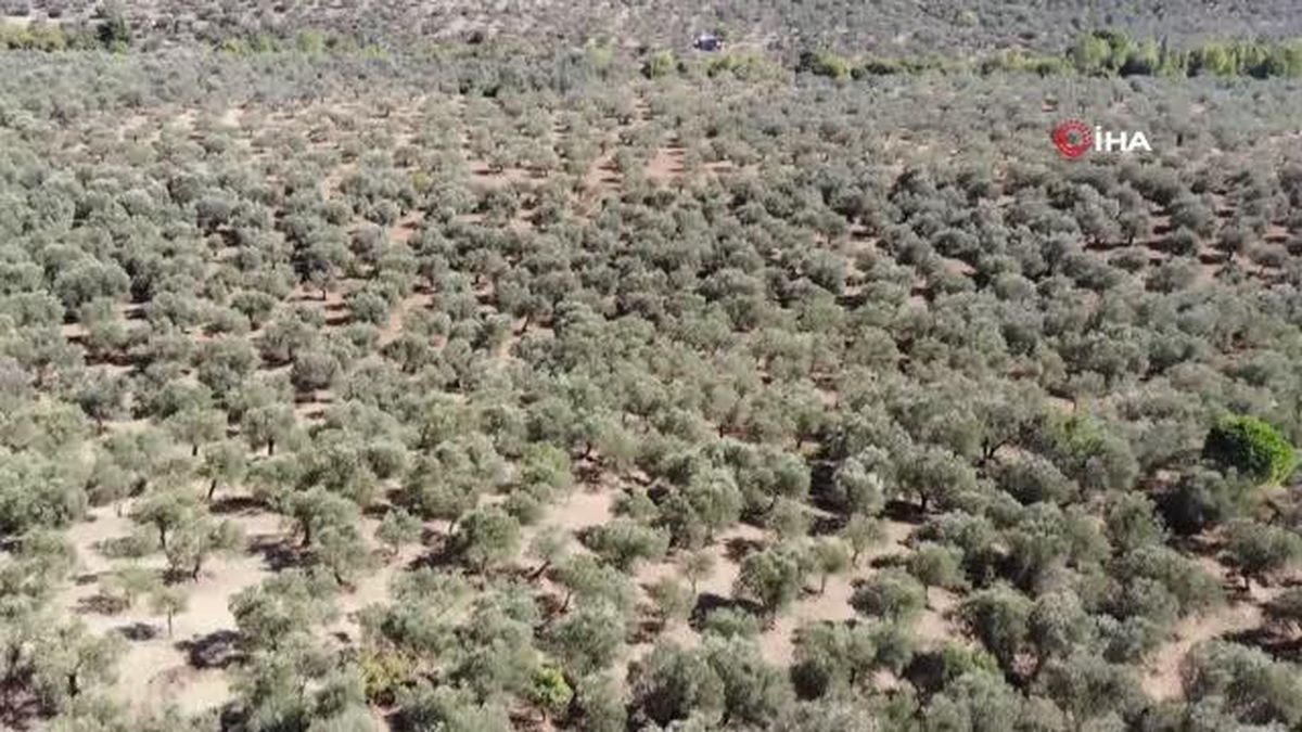 Zeytin Üreticileri Haziran Yağmurlarını Bekliyor