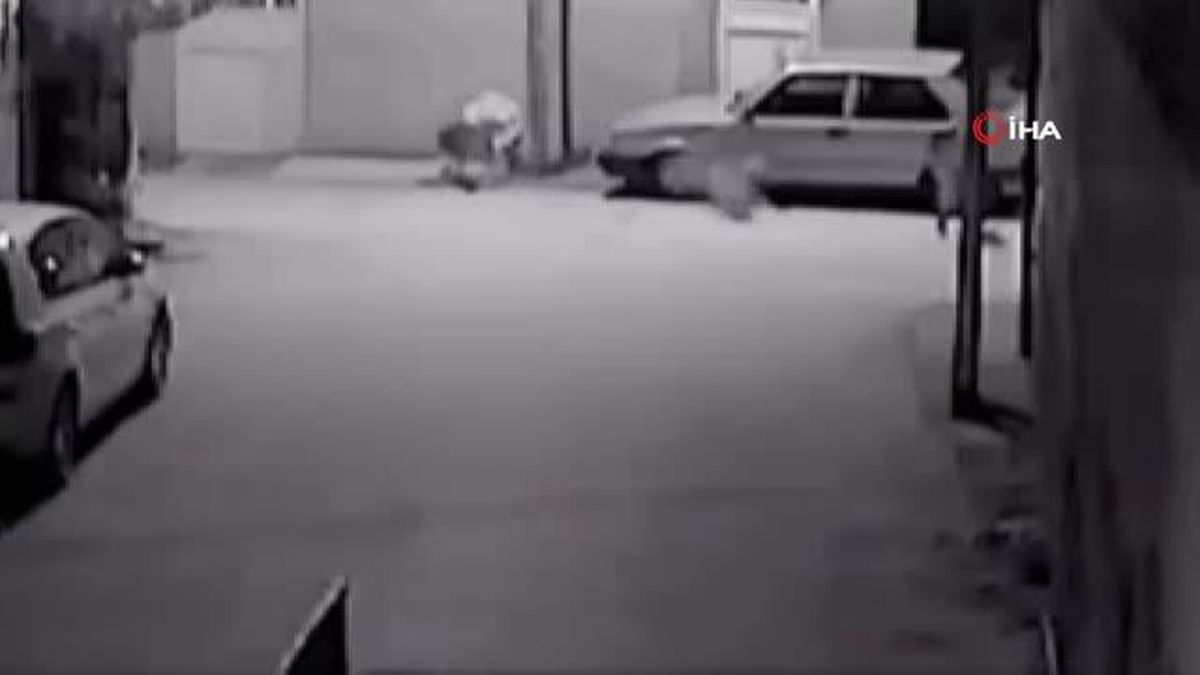 Adana'da Sokak Köpeklerinin Kediyi Parçaladığı Anlar Kamerada