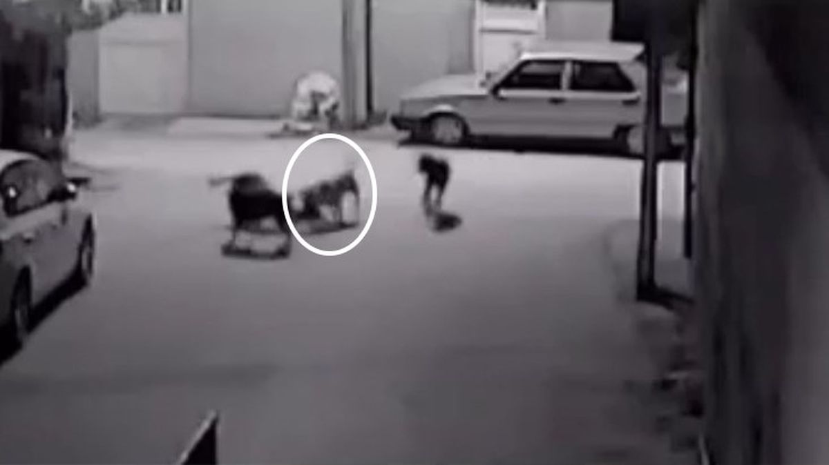 Başıboş sokak köpekleri otomobilin altındaki kediyi parçaladı