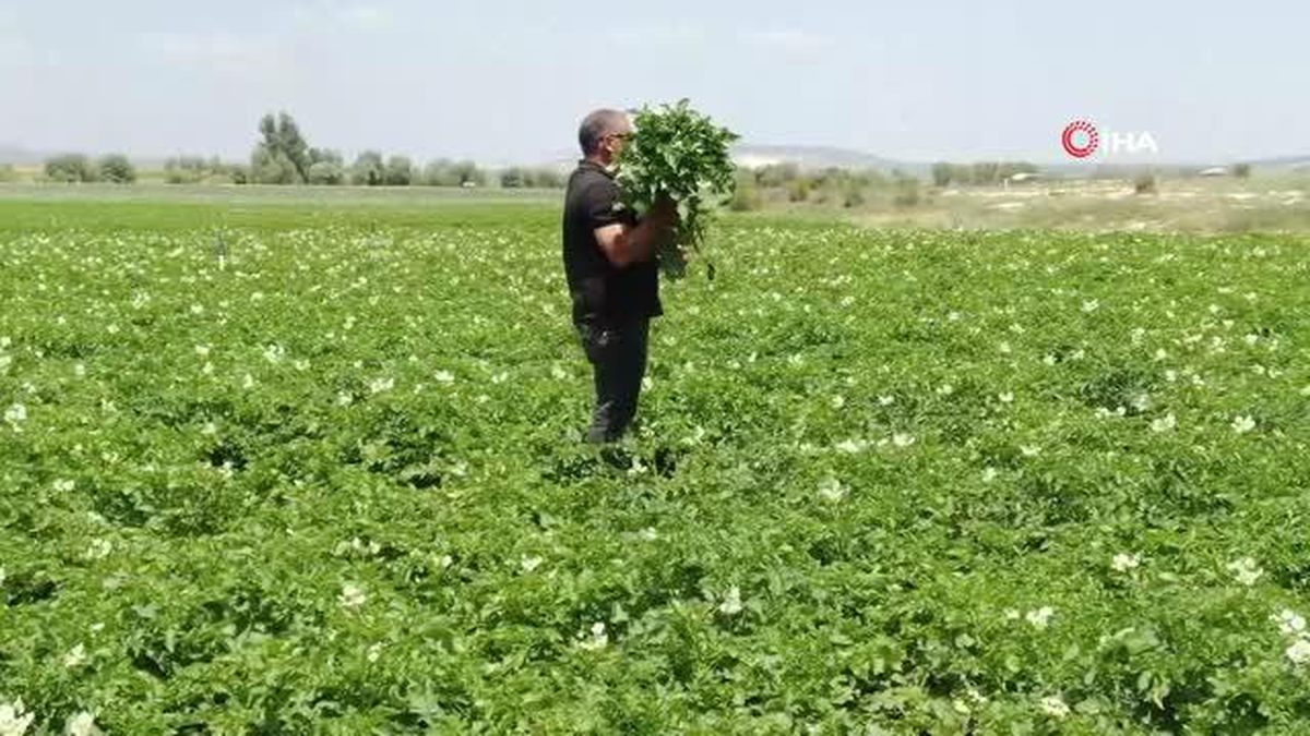 Diyarbakırlı çiftçi, kurbanlık götürdüğü Adana'dan patates işiyle döndü