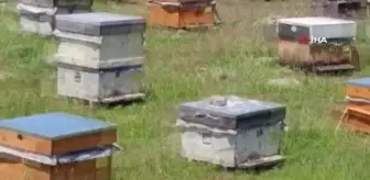 Göçer arıcıların mesaisi gecikmeli başladı