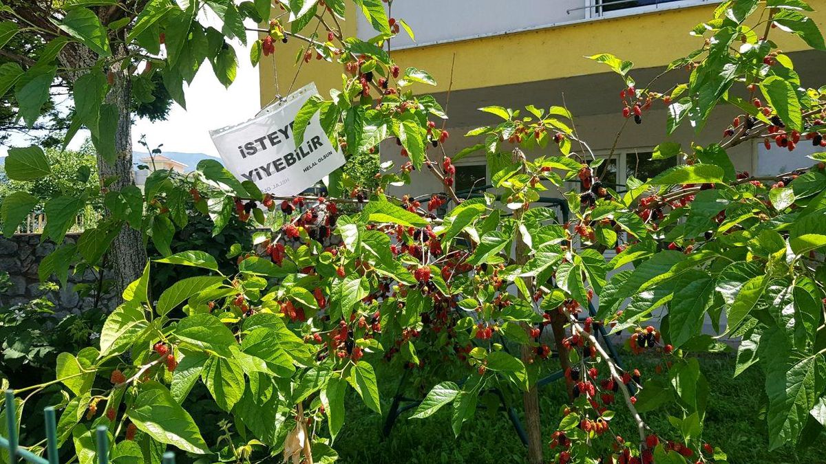 Karabük'te bir vatandaşın dut ağacına astığı kağıt takdir topladı