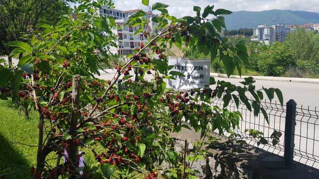 Karabük'te dut ağacına asılan kağıt yürekleri ısıttı