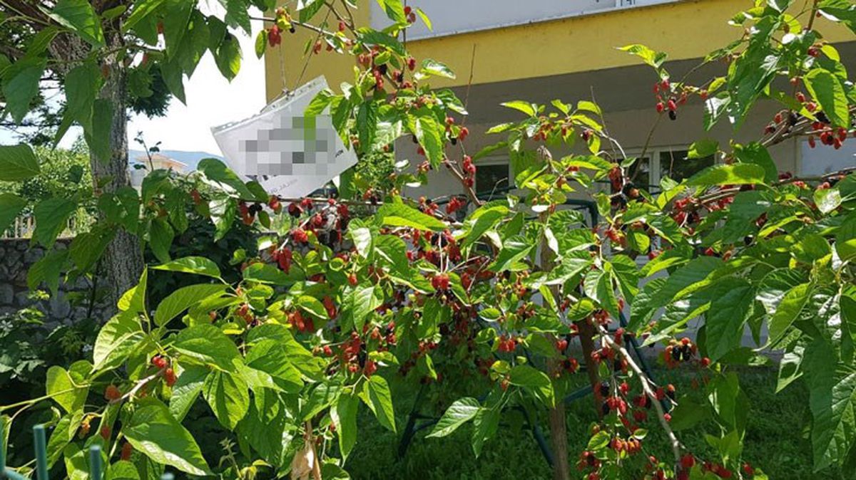 Bir evin bahçesindeki dut ağacına asılan kağıt yürekleri ısıttı