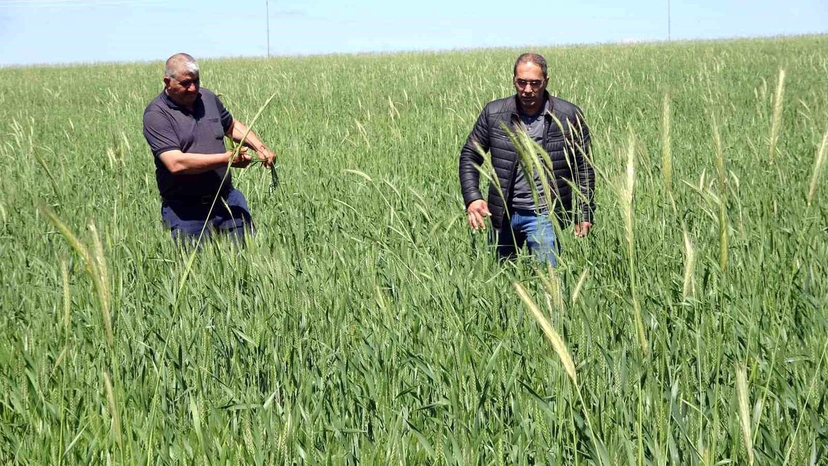 Yozgat Çiftçileri, Cumhurbaşkanı Erdoğan'ın Buğday Alım Fiyatları Kararından Memnun