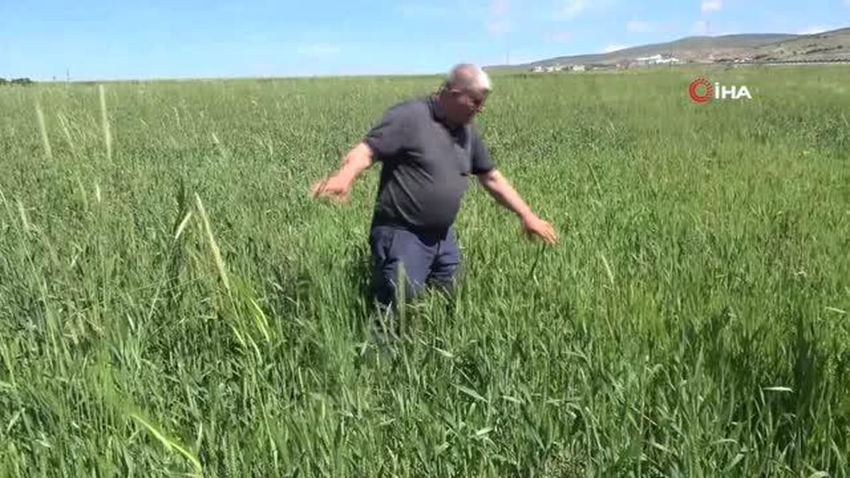 Yozgat'ta Buğday Alım Fiyatları Çiftçiyi Sevindirdi