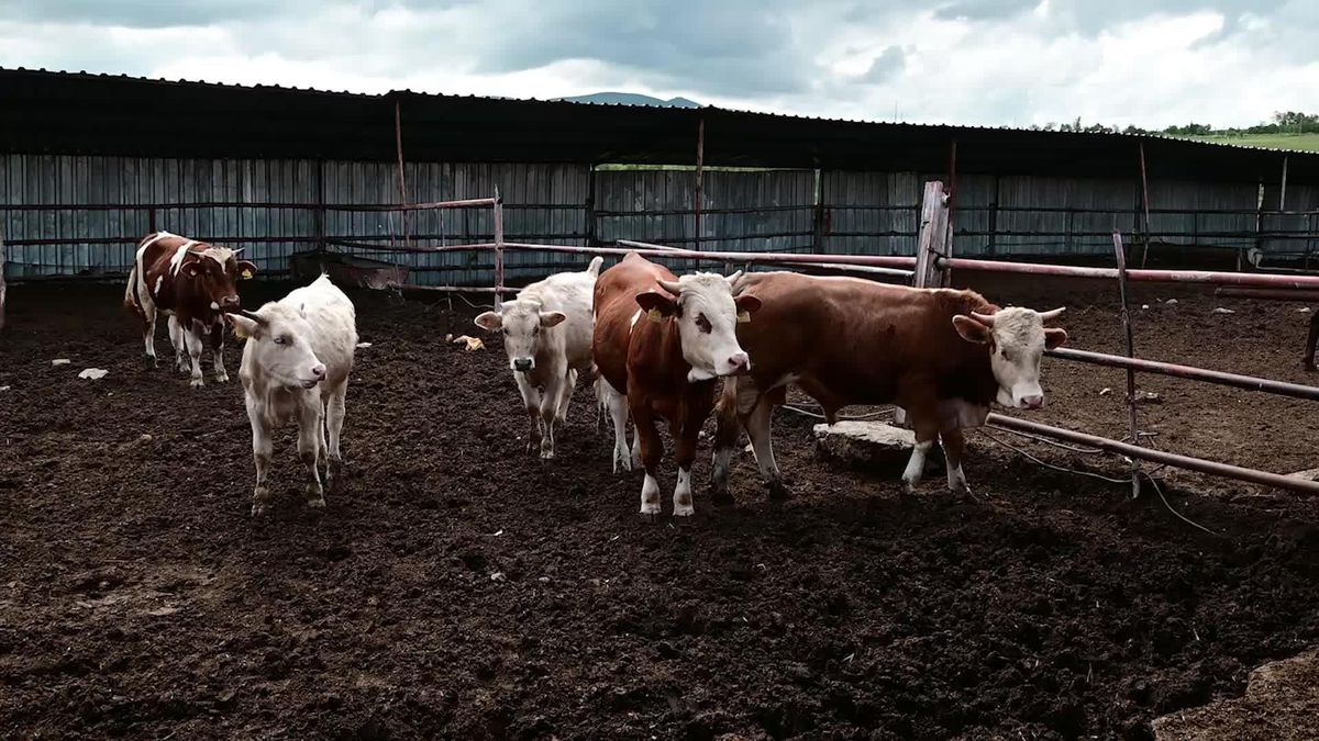 Yozgat'ta kurbanlık fiyatları yükseldi