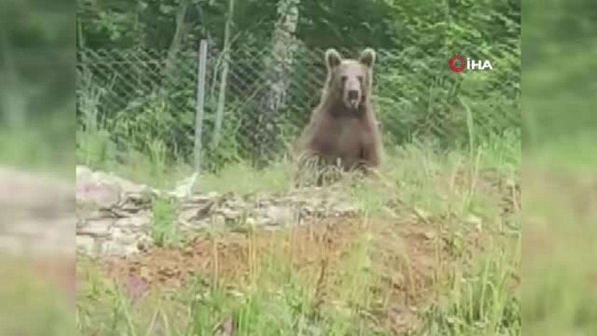 Anne ve 2 yavru ayı yiyecek ararken görüntülendi