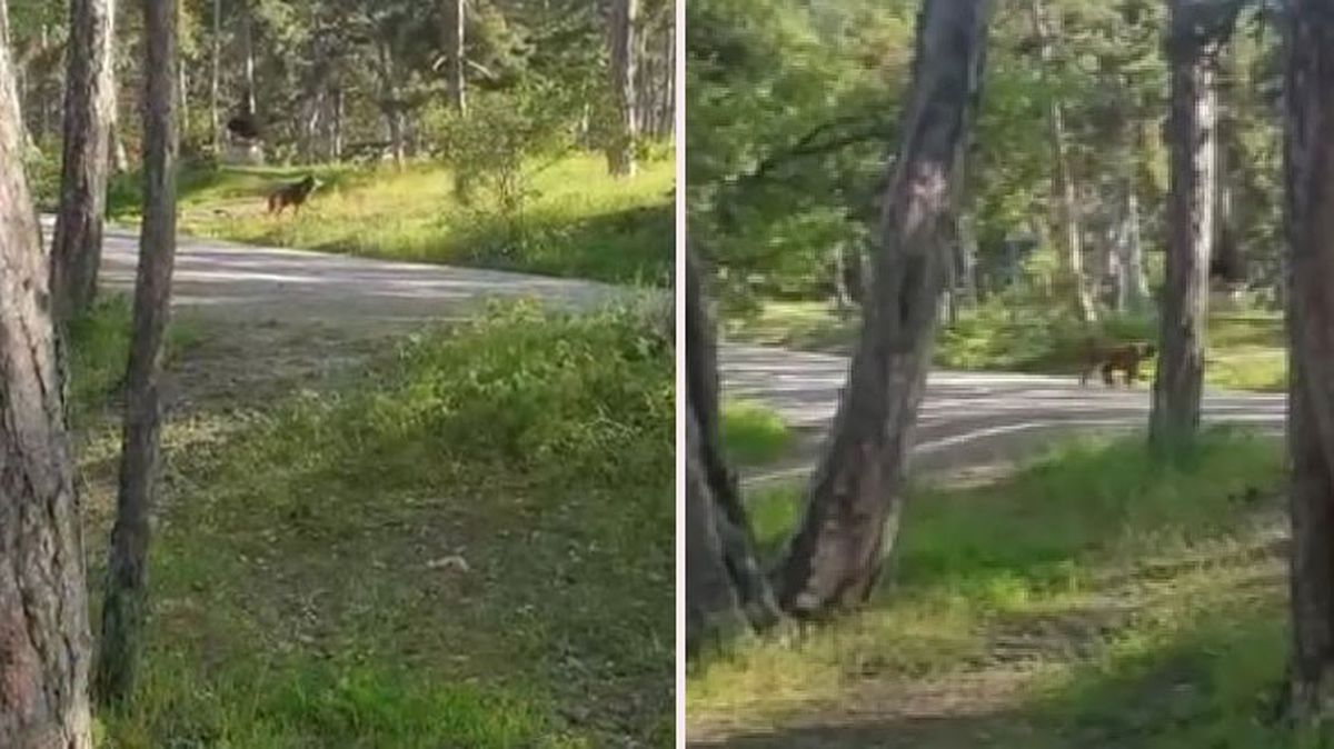 Piknik yapan aile aç ayıyla karşılaştı: Ekmek verelim, bazlama verelim