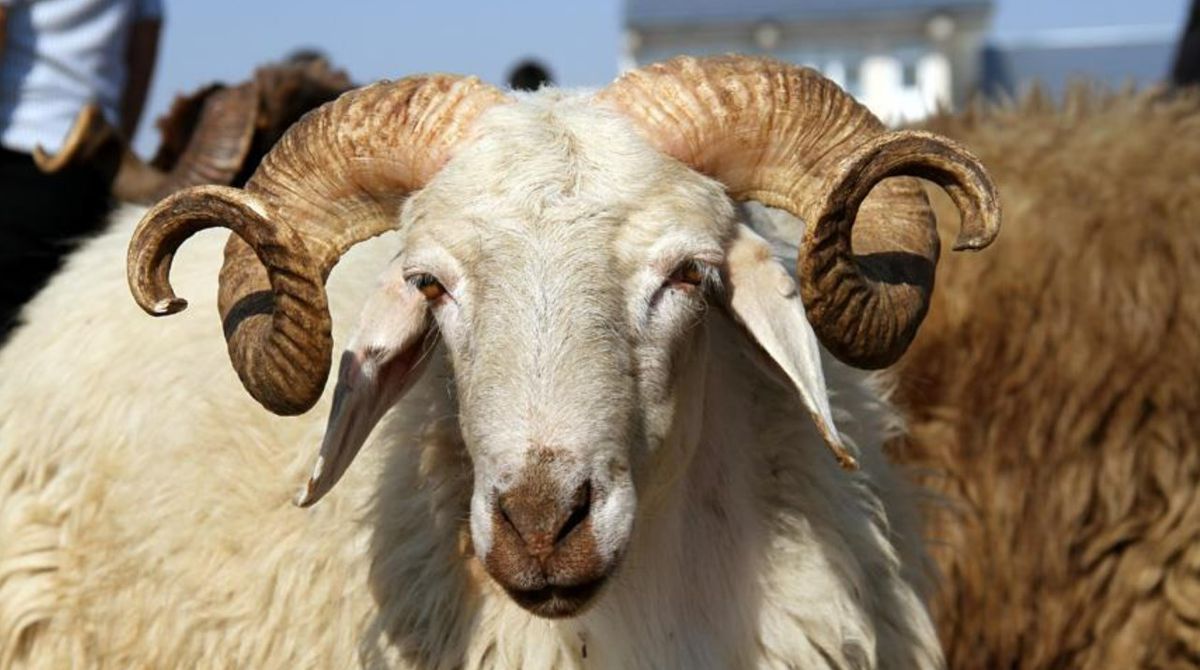 Boynuzu kırık hayvan kurbanlık olur mu? Kurbanlık nasıl olmalı? Kurbanlık şartları nelerdir?