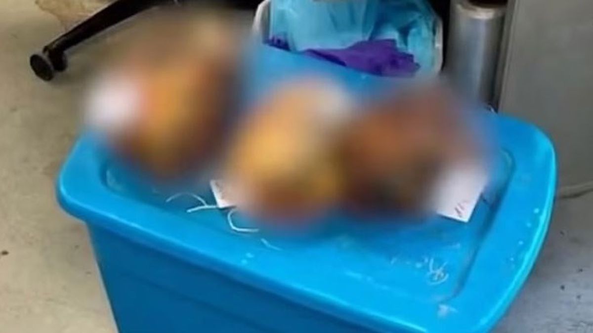 Ceset bağış derneğini ifşa etti! Bir gün sonra masasında 3 kesik baş buldu