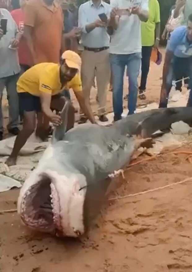 Kızıl Deniz'deki Rus turisti öldüren köpekbalığı dövülerek öldürüldü
