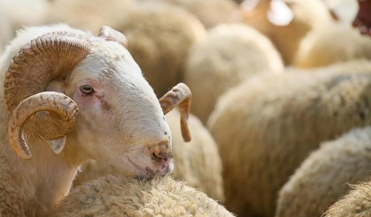 Kurban bayram tatili ne zaman başlıyor? Bayram tatili ayın kaçında, ne zaman başlayacak? Kurban bayramı ayın kaçında başlıyor?