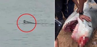 Köpek balığı yüzen Rus turisti parçaladı! Mısır hükümeti tüm deniz faaliyetlerini durdurdu