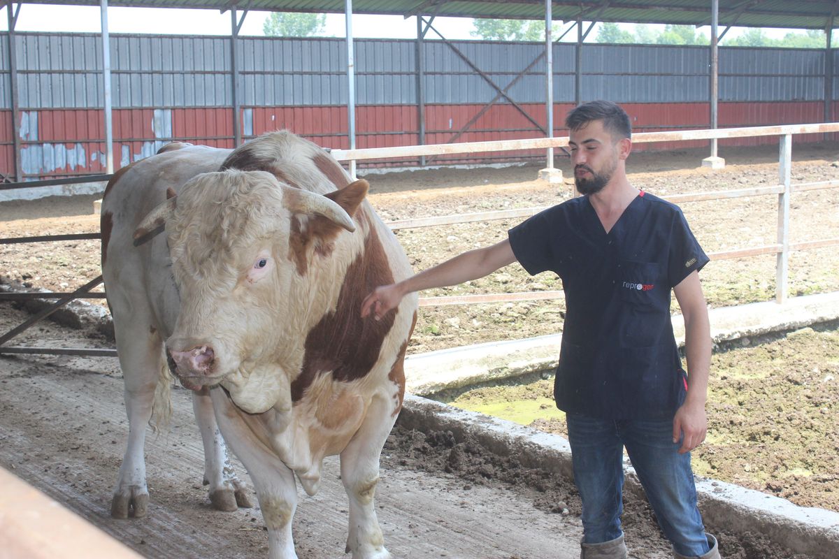 1,5 tonluk boğayı görenler gözlerine inanamıyor! Fiyatı da en az cüssesi kadar var