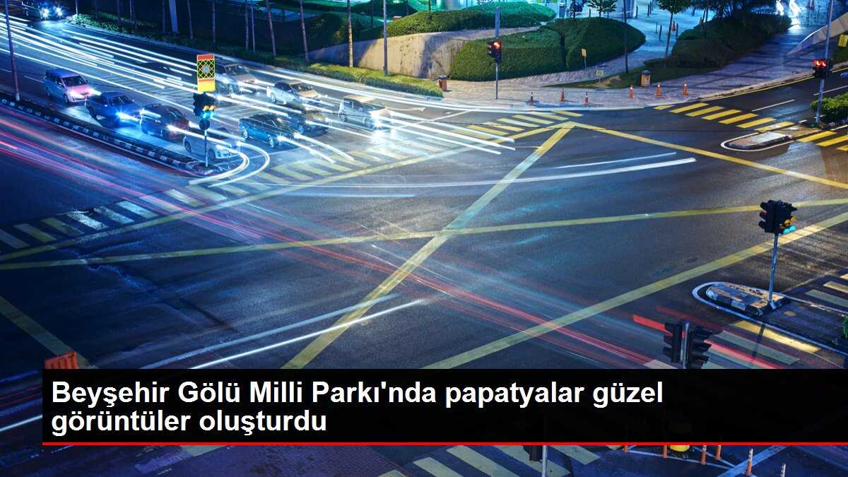 Beyşehir Gölü Milli Parkı'nda papatyalar güzel görüntüler oluşturdu