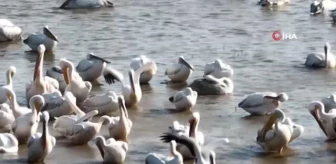 Binlerce kilometre uzaklıktan gelen Ak pelikanlar Afrika'nın tozundan Ulubat Gölü'nde arındı