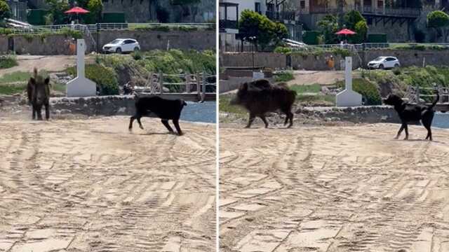 Bodrum'da Domuzlar Sahili Bastı Bodrum'da Domuzlar Sahili Bastı