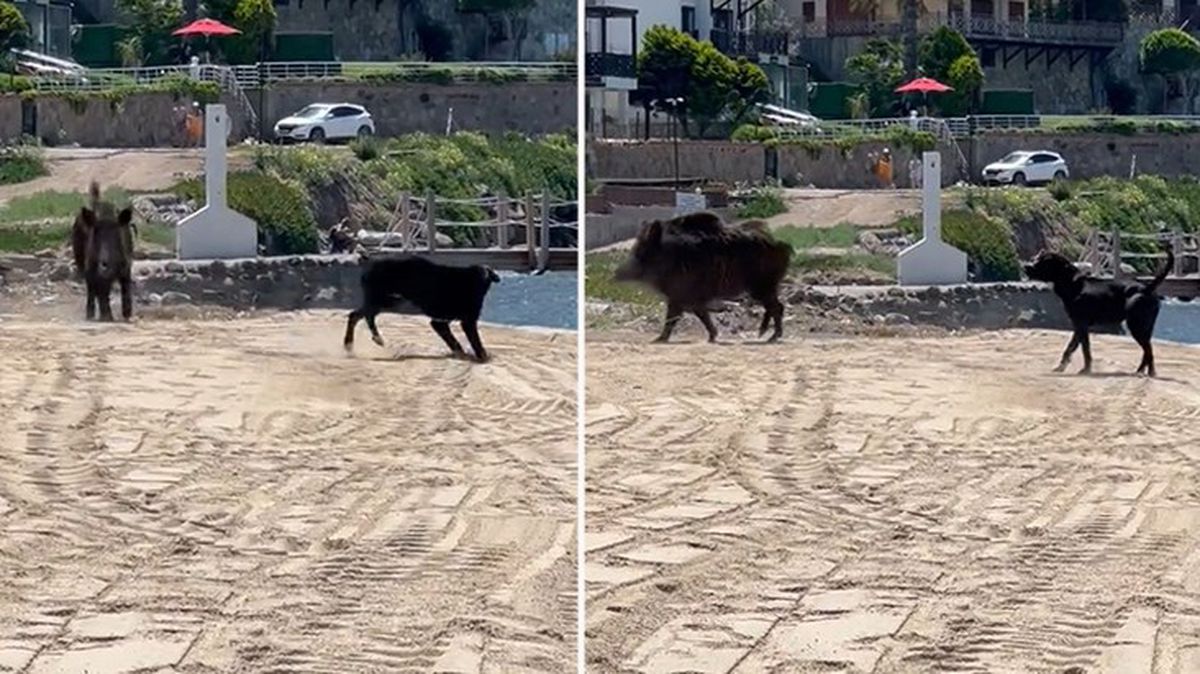 Bodrum'da sahili basan domuzlar tatilcilere korku dolu anlar yaşattı