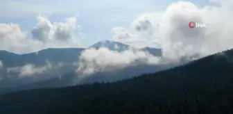 Sis Bulutları ile Kaplanan Ilgaz Dağı'nda Mest Eden Görüntüler