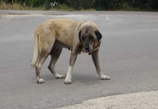 Yaşlı kadını hastanelik eden sokak köpeği, ekipleri de canından bezdirdi! Yakalamaları 2 gün sürdü