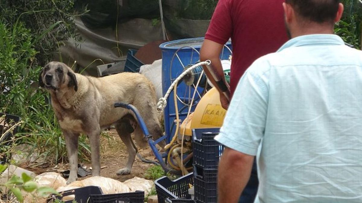 Yaşlı kadını hastanelik eden sokak köpeği, ekipleri de canından bezdirdi! Yakalanması 2 gün sürdü